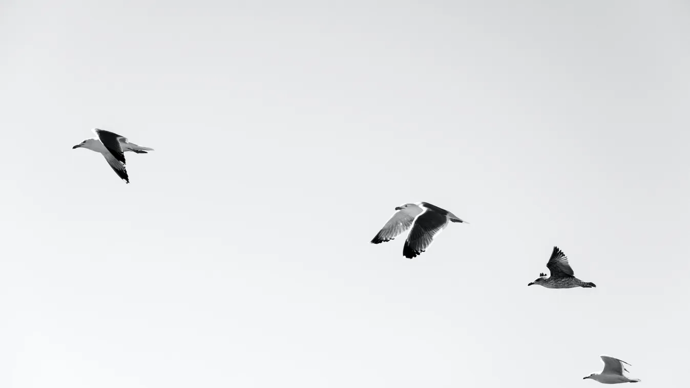 Sirály támadt rá egy nőre, ömlött az arcáról a vér