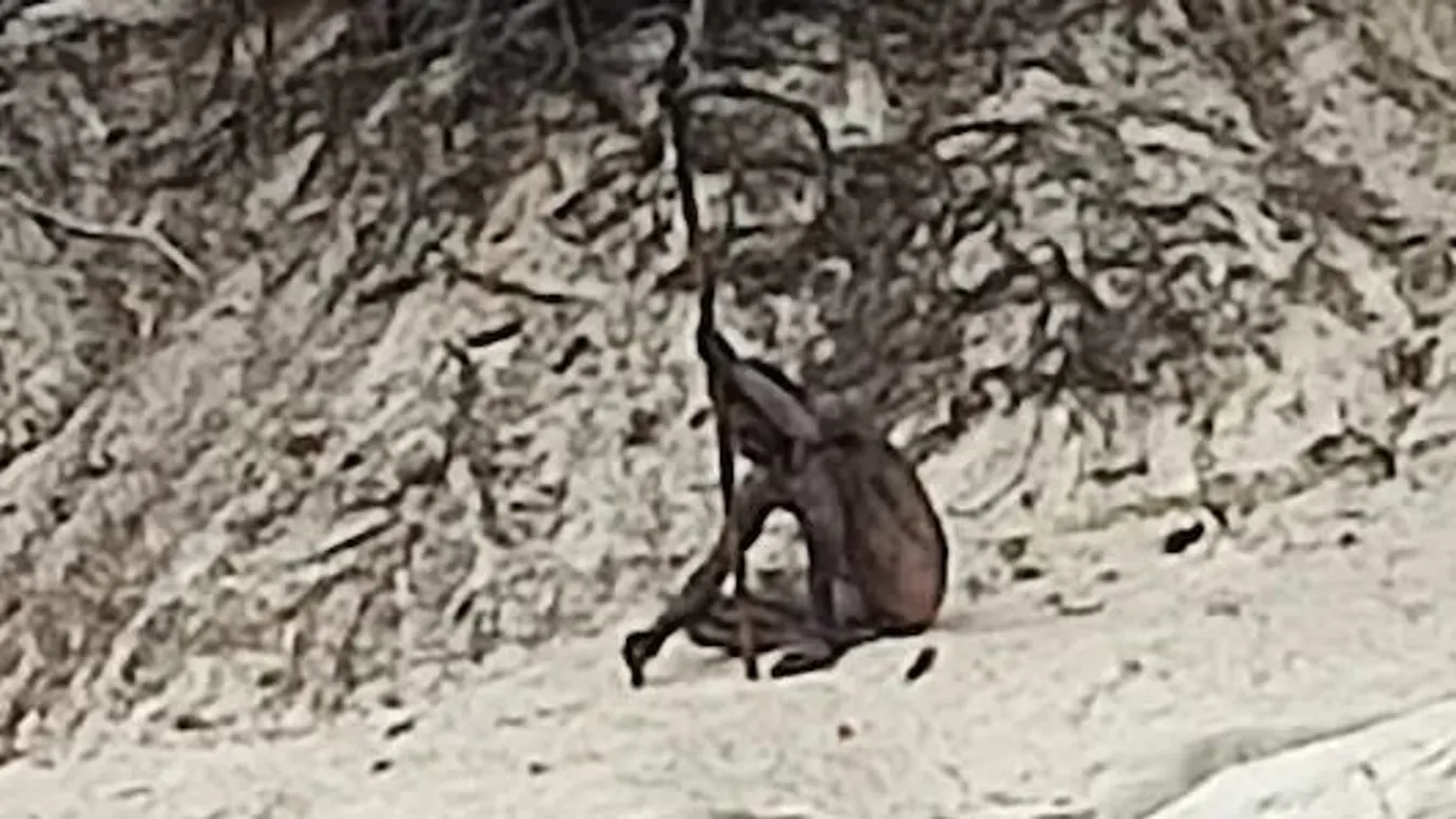 Elképesztő fotó: lencsevégre kapták a német "farkasembert"