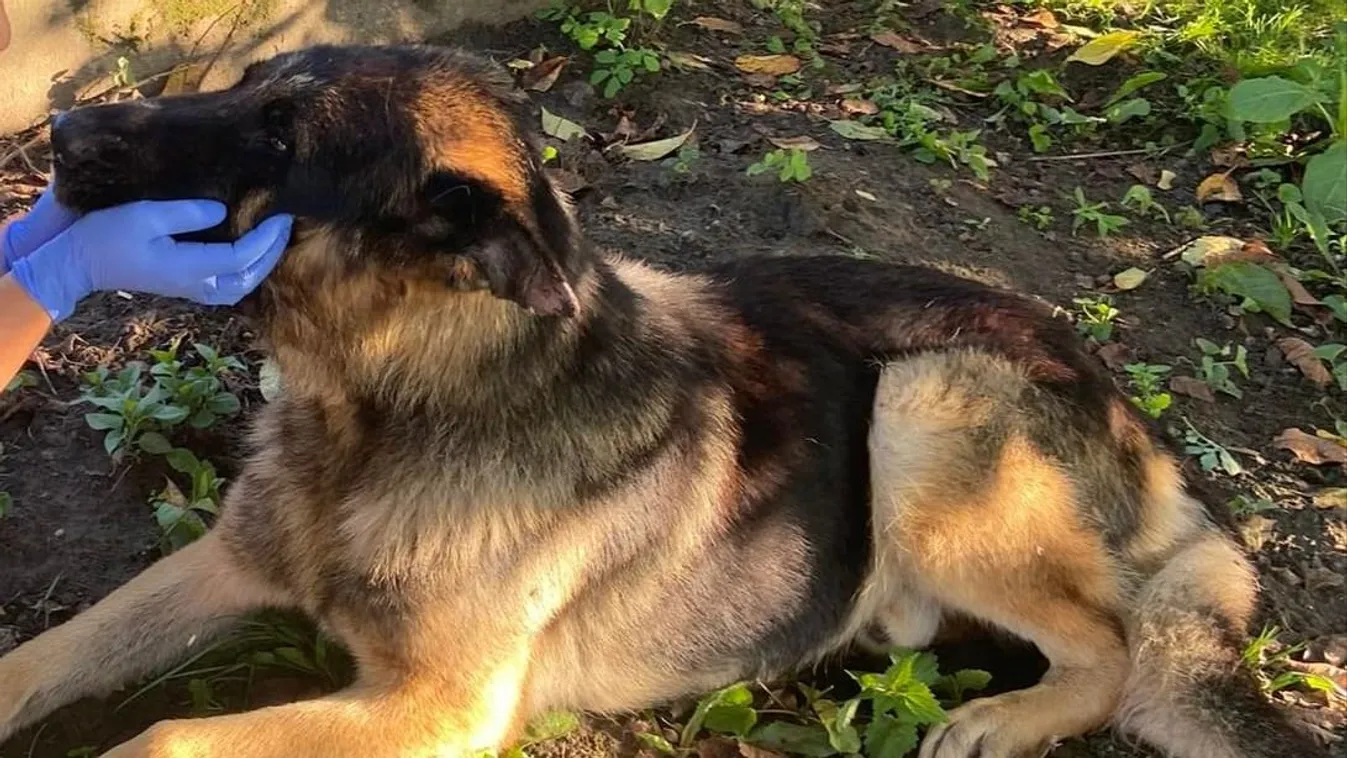 Étlen-szomjan, leláncolva hagyták magára Pedrót – Videó