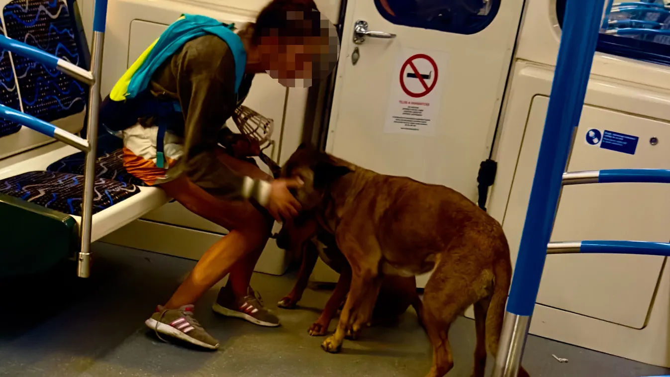 Drogfüggőek lehetnek a fővárosi kocsiszínben befogott kutyák