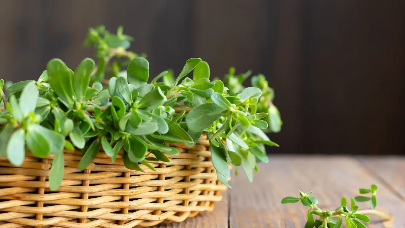 Magától terem a kertedben ez a csodanövény