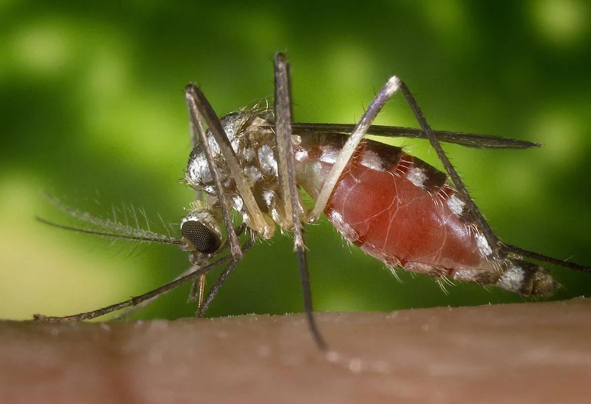 Aedes triseriatus