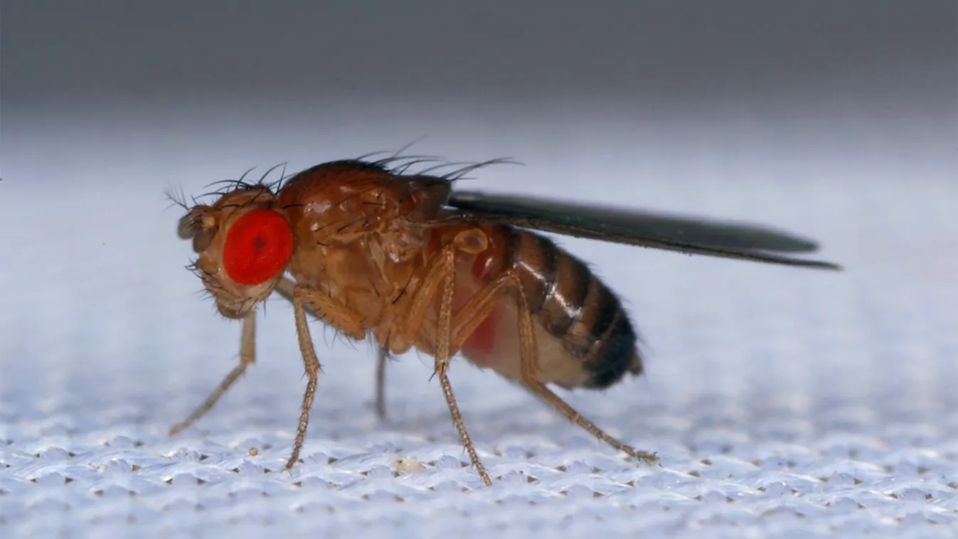 Manipulálták a muslica génjeit, ez lett belőle