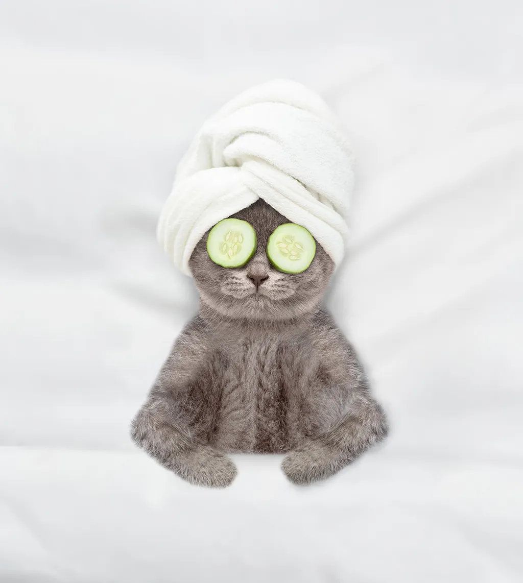 Cute,Kitten,With,Towel,On,It,Head,And,With,A