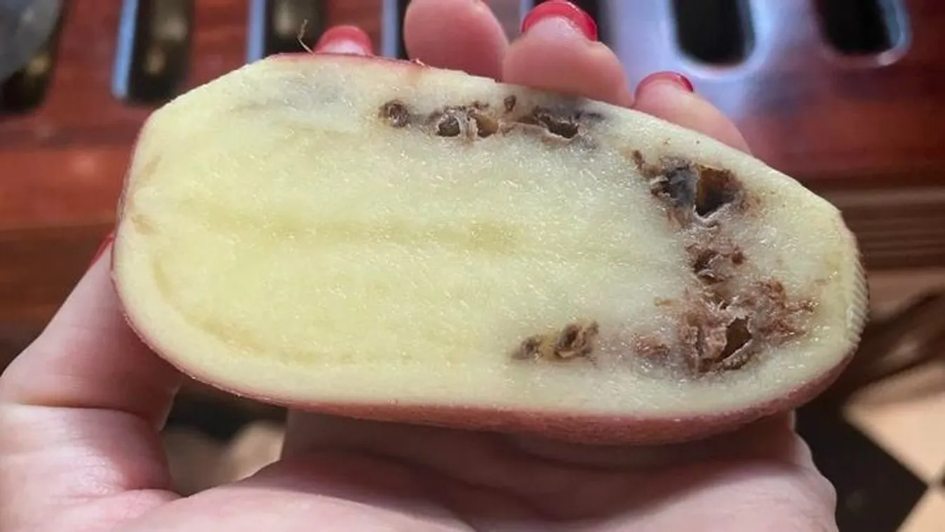 Brutális kór tizedeli a krumplitermést, így mentsd meg