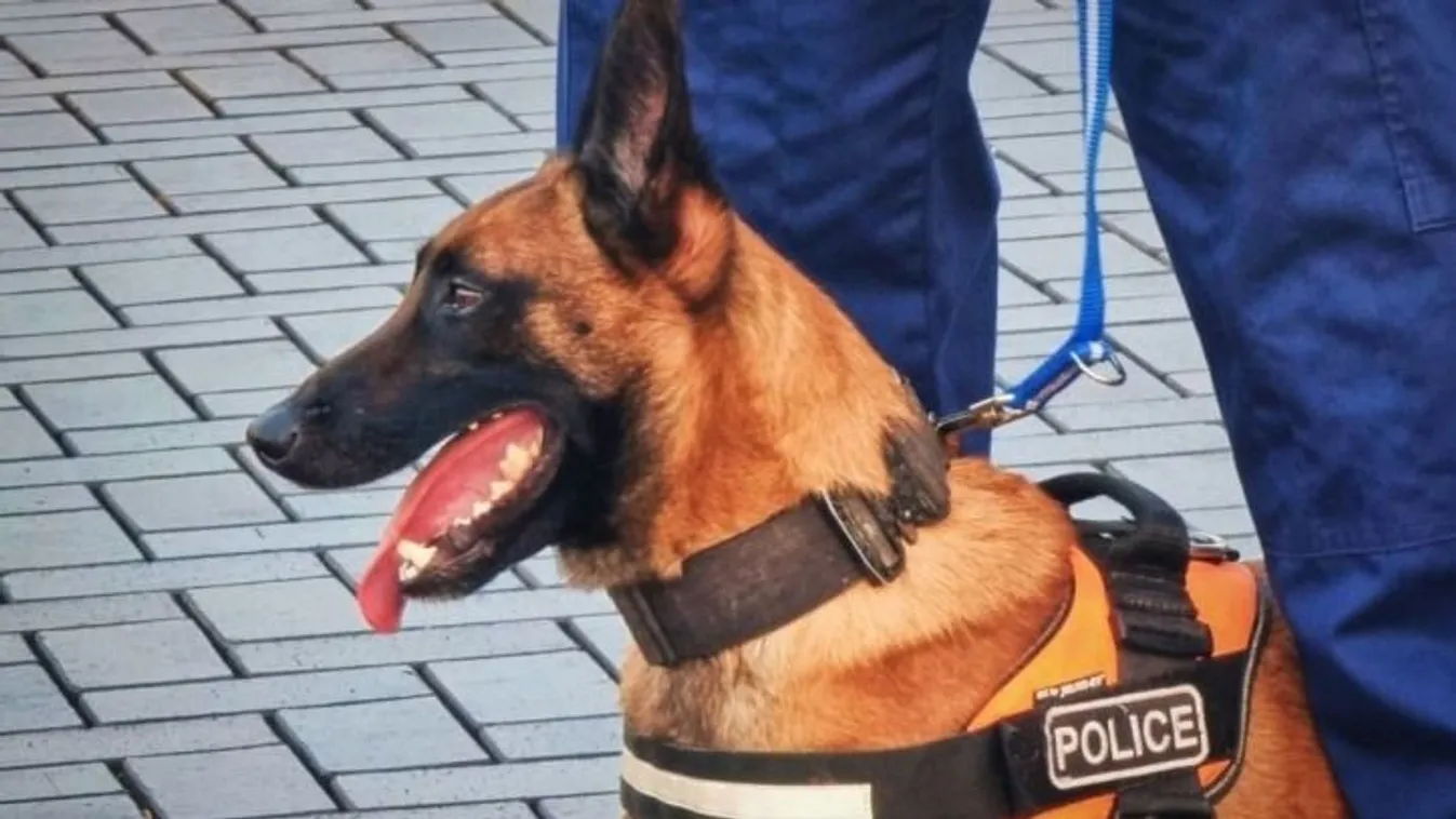 Ego akcióban, megmentette az eltűnt nő életét a Fertő-tónál