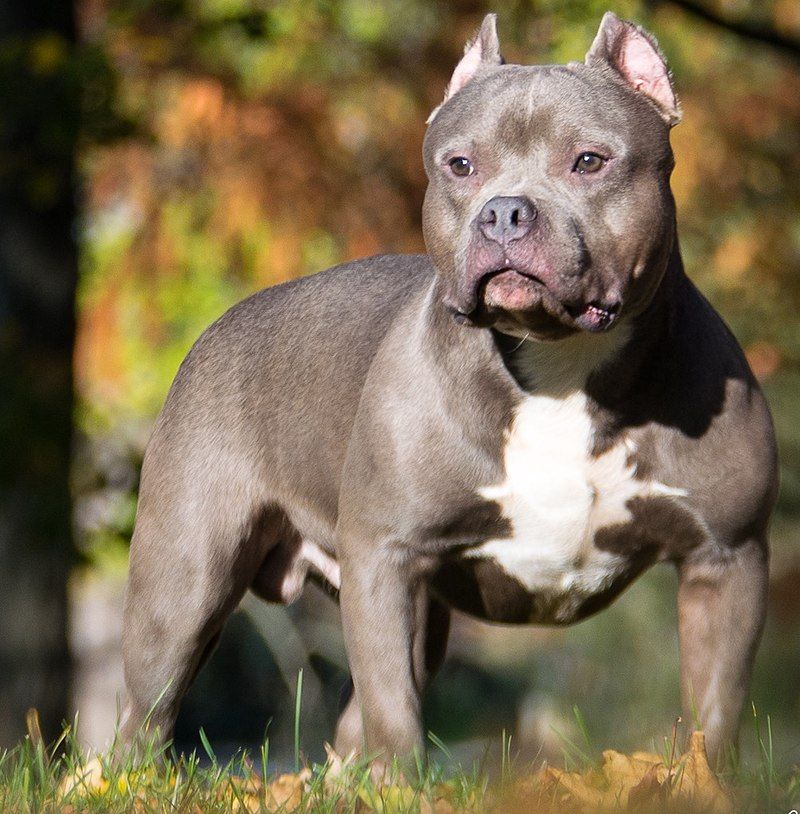 amerikai bully leghalálosabb kutyafajta