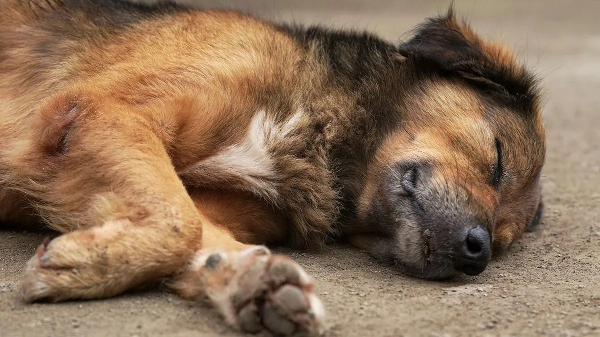 Sad,Dog,Close,His,Eyes,Like,A,Dying,Dog,Like