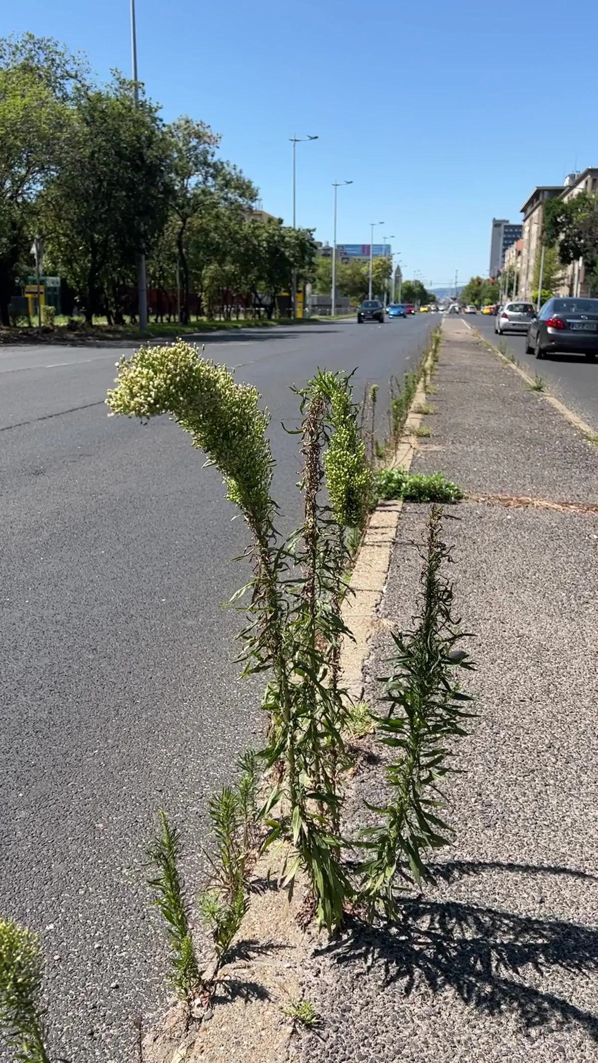 04 Üllői út, gaz gaztérkép