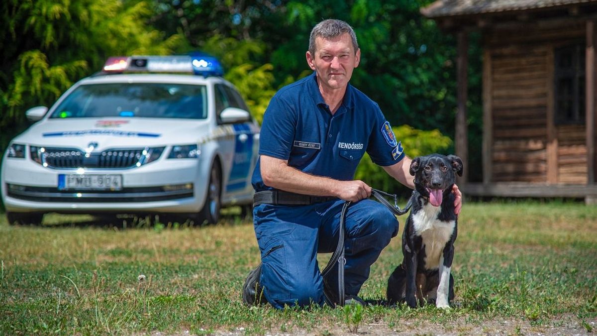 Nagy erőkkel keresi a rendőrség az állatok gazdáit - Videó