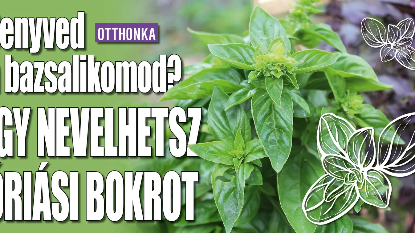 Senyved a bazsalikomod? Így nevelhetsz óriási bokrot