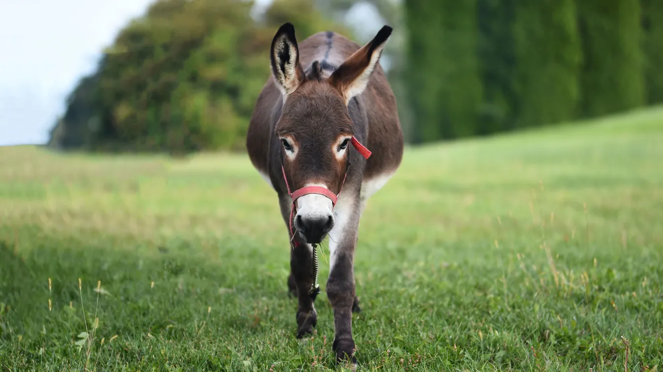 A zebrán kelt át a szamár, miután a kocsmába ment – Fotók!