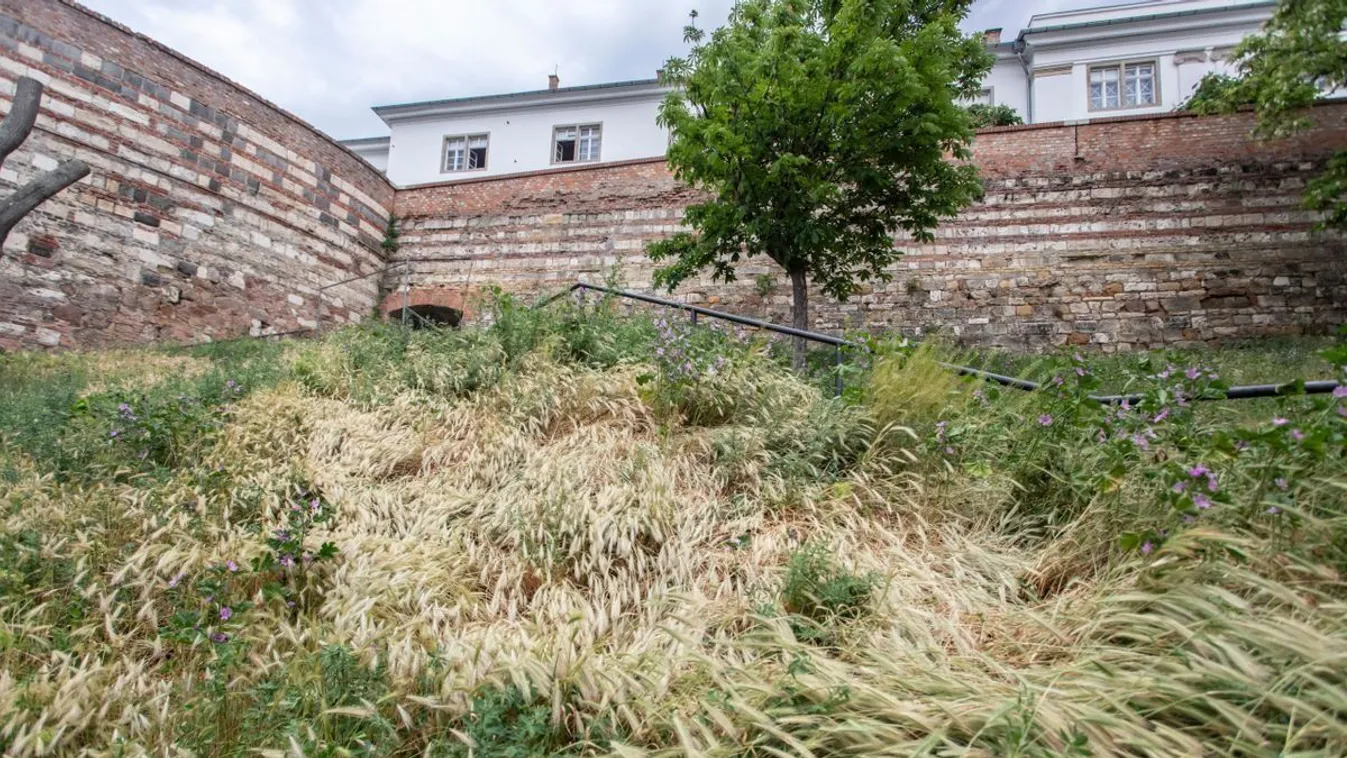 Embernagyságú gaz fogadja a budapesti atlétikai vb vendégeit