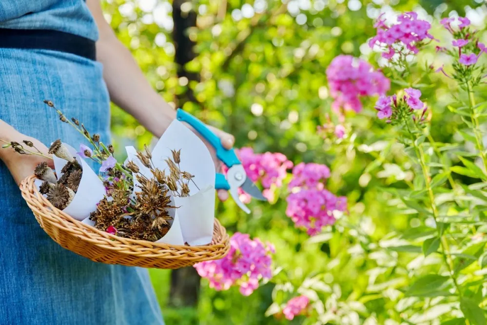 Close-up,Of,Basket,With,Freshly,Flower,Seeds,In,Hands,Of