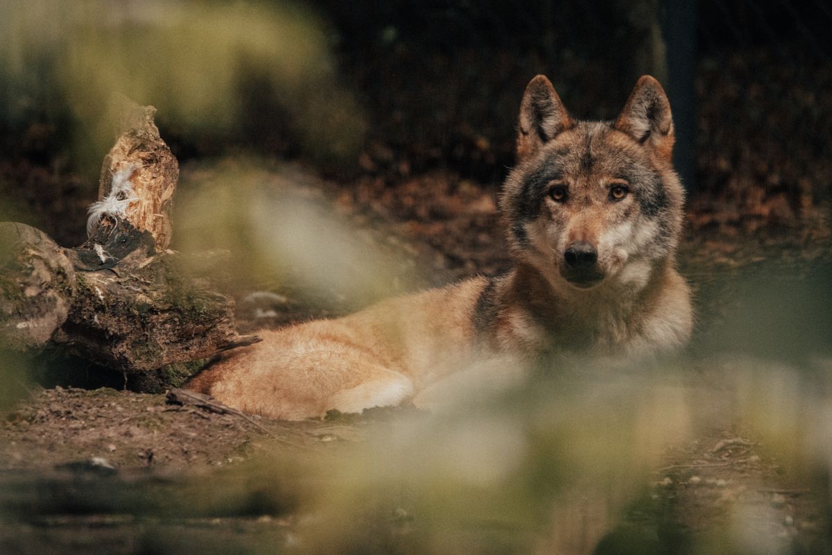 farkas, wolf, illusztráció
