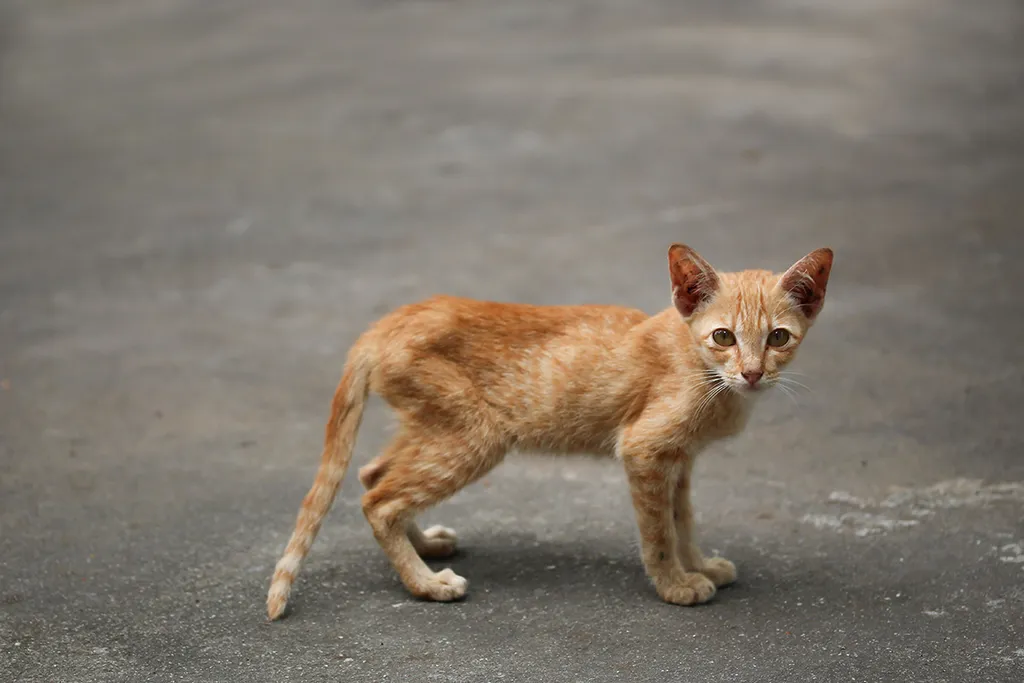 Thin,Cat,In,The,Temple,thailand.