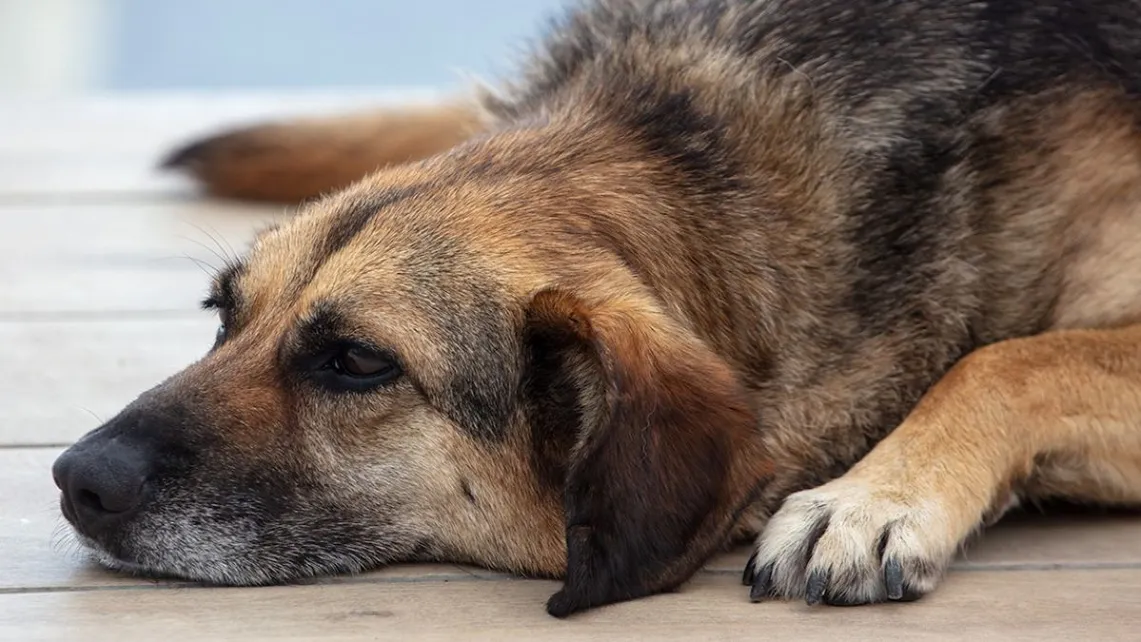 The,Dog,Lies,On,The,Tiled,Floor.,Portrait