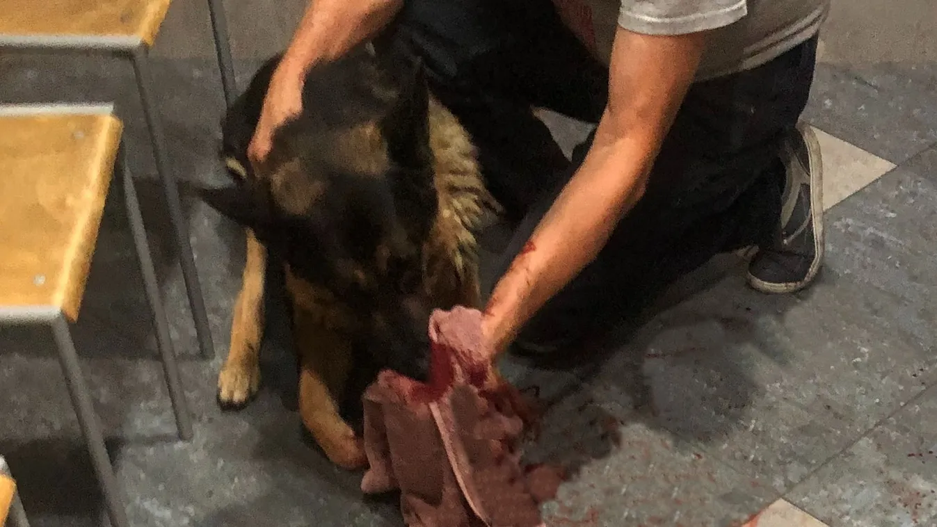 Kapun keresztül késelték meg Rexet Pesterzsébeten - Videó