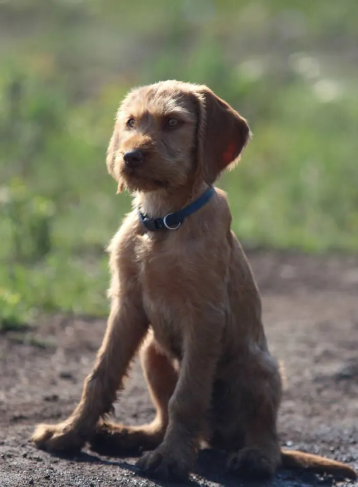 Kabos, a tűzvizsgáló kutya