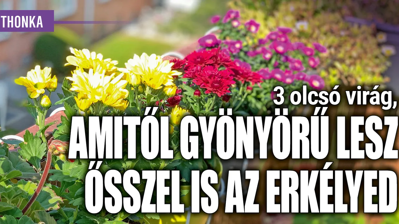 3 olcsó virág, amitől gyönyörű lesz ősszel is az erkélyed