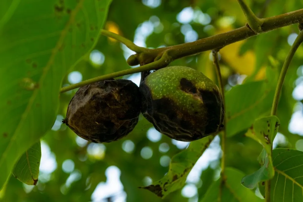 Rhagoletis,Completa,Damages,The,Walnut,Crop.,Disease.