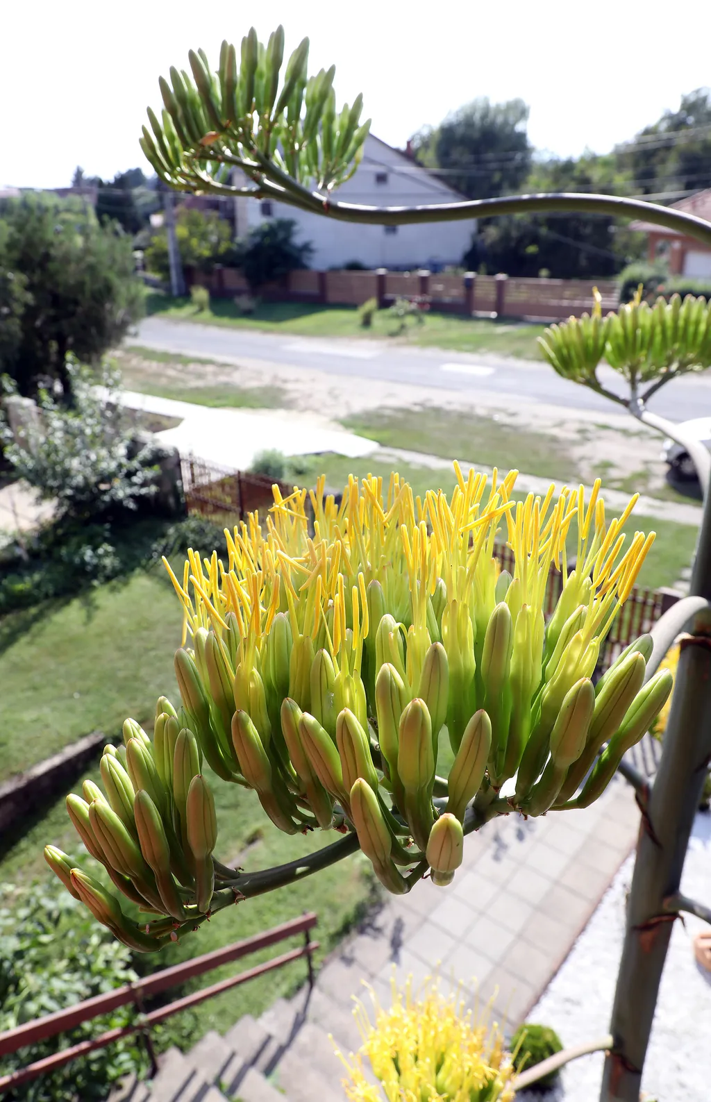 20230825 Onga

Az agavé virágára a szakirodalom szerint valóban 40-50 évet kell várni, a virágért azonban nagy árat fizet a növény.
Virágozni kezdett az agavé 45 év után Ongán, tudtuk meg Rózsa Lászlóné Erikától. Az agavé virágára a szakirodalom szerint valóban 40-50 évet kell várni, a virágért azonban nagy árat fizet a növény.
Virágozni kezdett az agavé 45 év után Ongán, tudtuk meg Rózsa Lászlóné Erikától.

Fotó: Bujdos Tibor BT
Észak-Magyarország