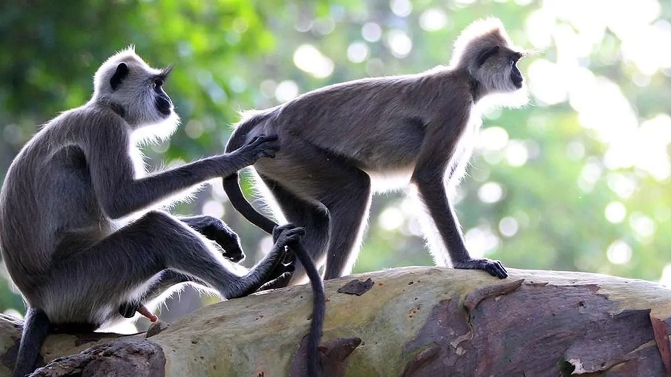 "Majomemberekkel" védik meg a világ vezetőit a G20-csúcson