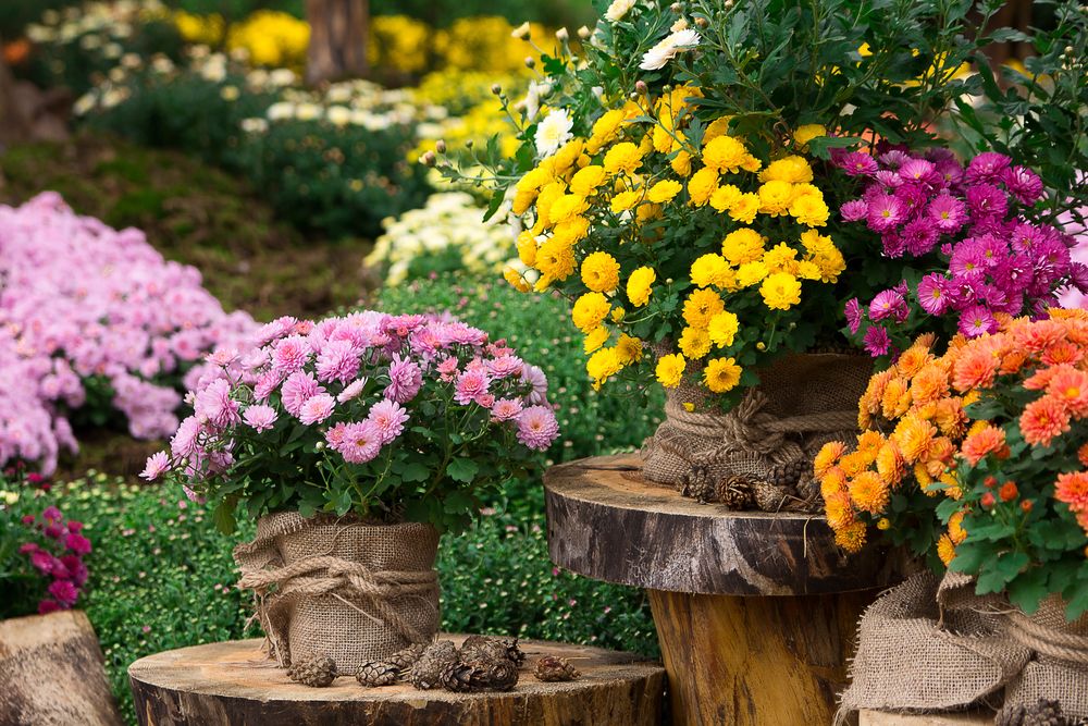 A,Bouquet,Of,Beautiful,Chrysanthemum,Flowers,Outdoors.,Chrysanthemums,In,The