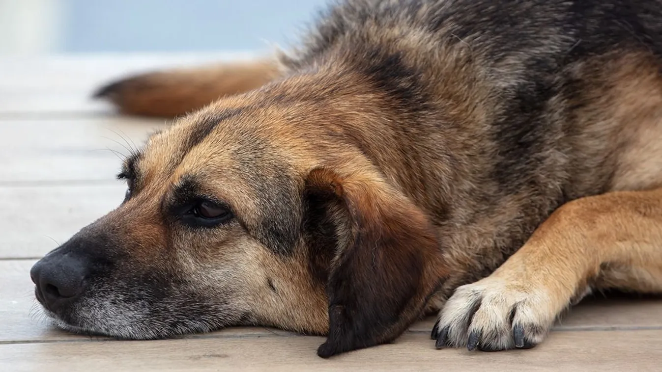 Állatkínzók gyűlnek össze szombaton Versenden