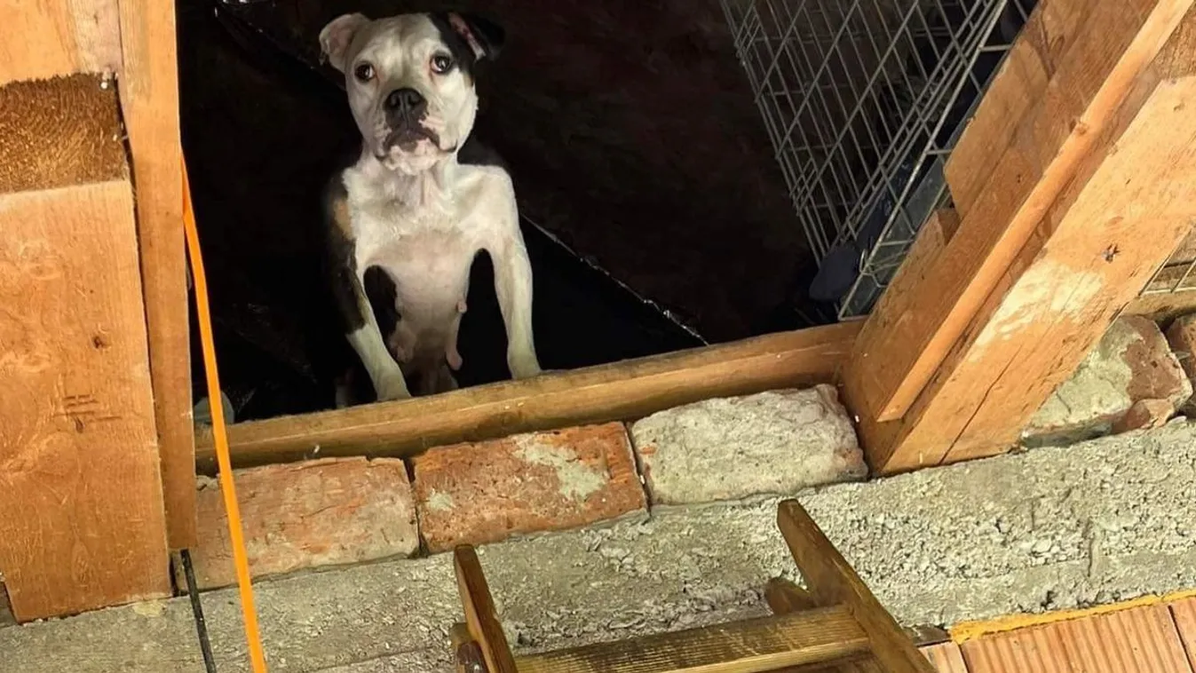 Folytathatja a kiskutyák szaporítását a perei állatkínzó