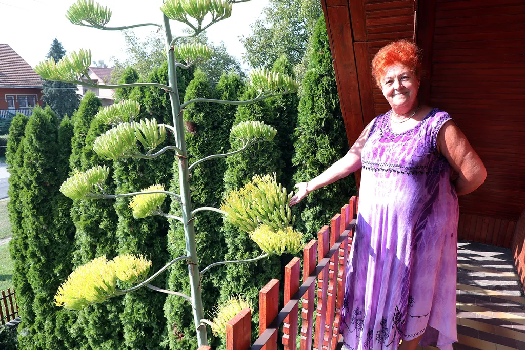 20230825 Onga

Az agavé virágára a szakirodalom szerint valóban 40-50 évet kell várni, a virágért azonban nagy árat fizet a növény.
Virágozni kezdett az agavé 45 év után Ongán, tudtuk meg Rózsa Lászlóné Erikától. Az agavé virágára a szakirodalom szerint valóban 40-50 évet kell várni, a virágért azonban nagy árat fizet a növény.
Virágozni kezdett az agavé 45 év után Ongán, tudtuk meg Rózsa Lászlóné Erikától.

Fotó: Bujdos Tibor BT
Észak-Magyarország