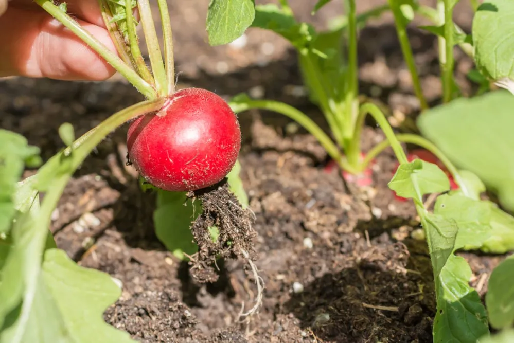 Ripe,Radish,Is,Harvested,From,The,Vegetable,Patch