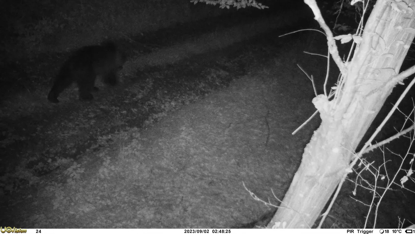 Újra lekapták: így ballag a Bükkben Mihály, a medve