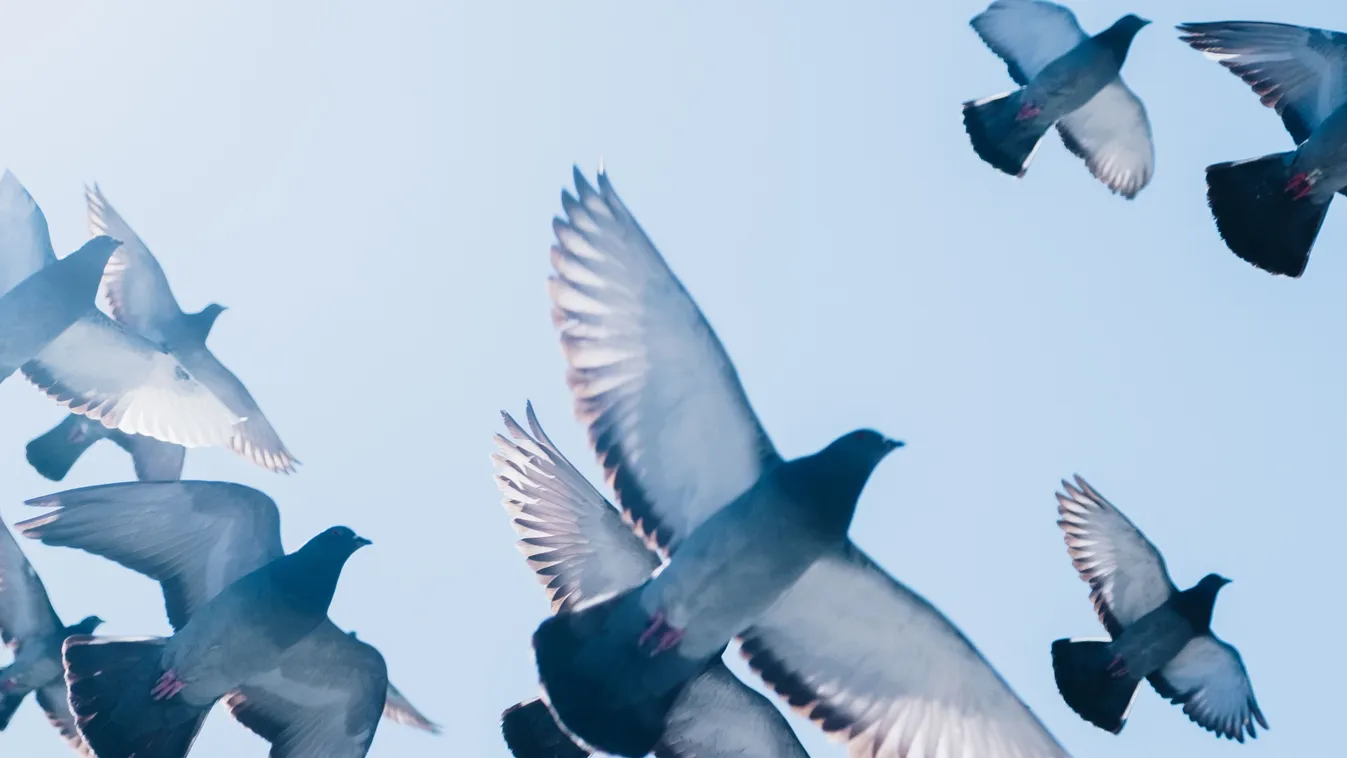Élénk rózsaszínben pompázó galambot kaptak lencsevégre