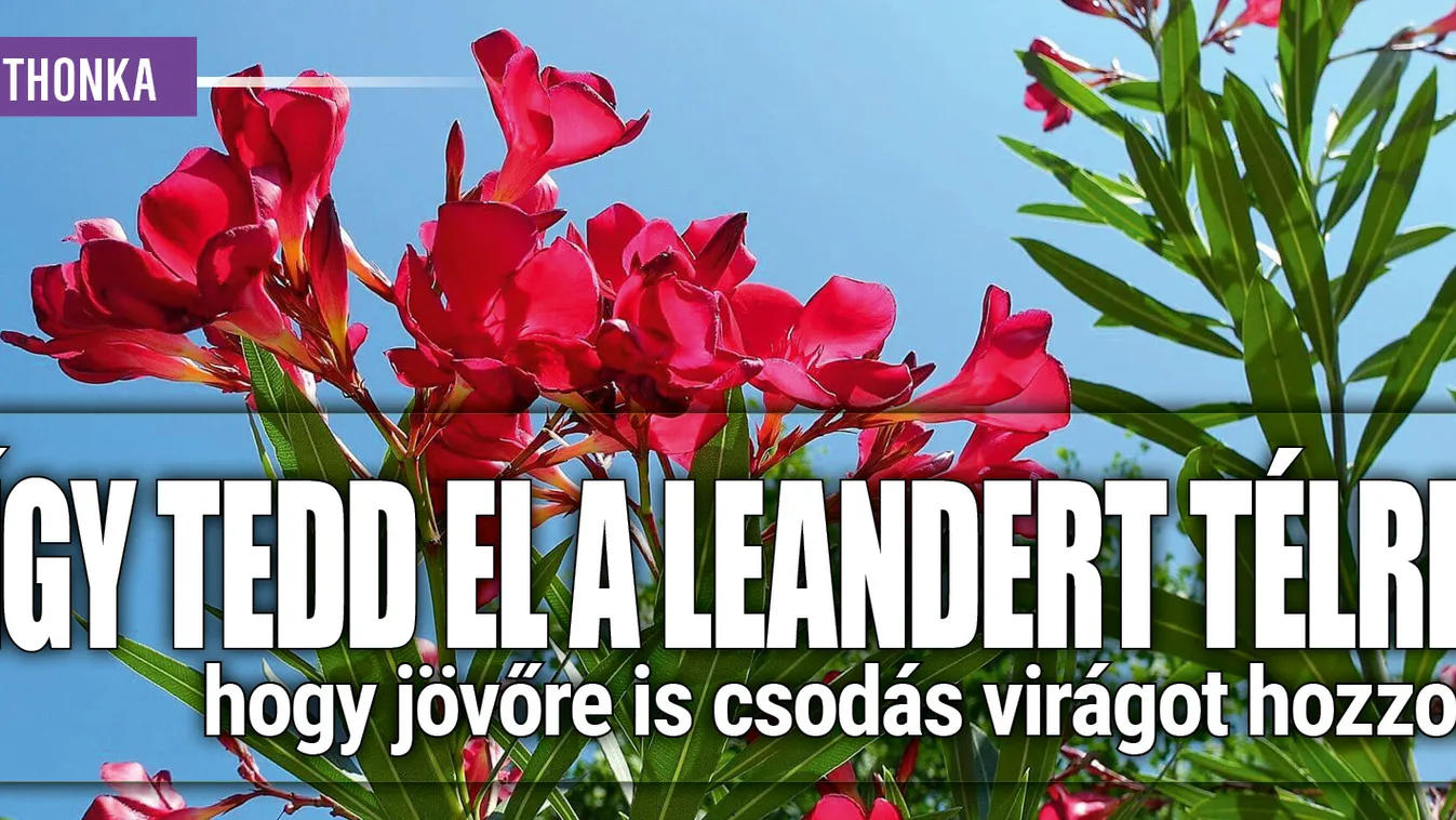 Így tedd el a leandert télre, hogy jövőre is csodás legyen