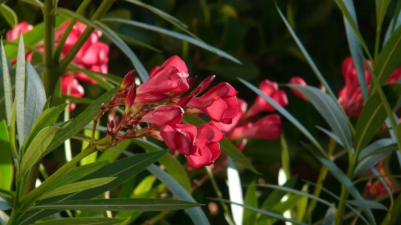 Így tedd el a leandert télre, hogy jövőre is csodás legyen