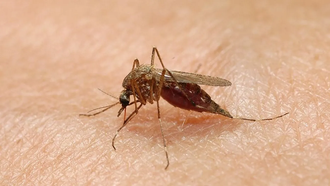 Madár hozza a halálos vírust, de szúnyogcsípéssel terjed