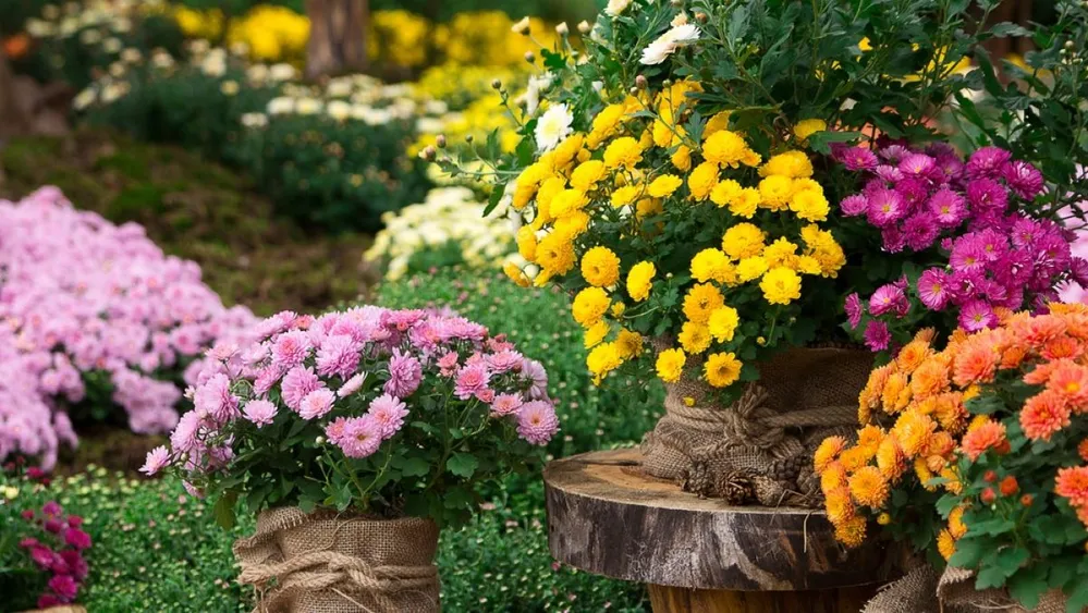 A,Bouquet,Of,Beautiful,Chrysanthemum,Flowers,Outdoors.,Chrysanthemums,In,The