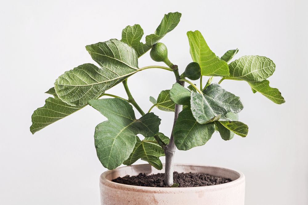 Fig,Tree,(ficus,Carica),In,Pot,With,White,Background
