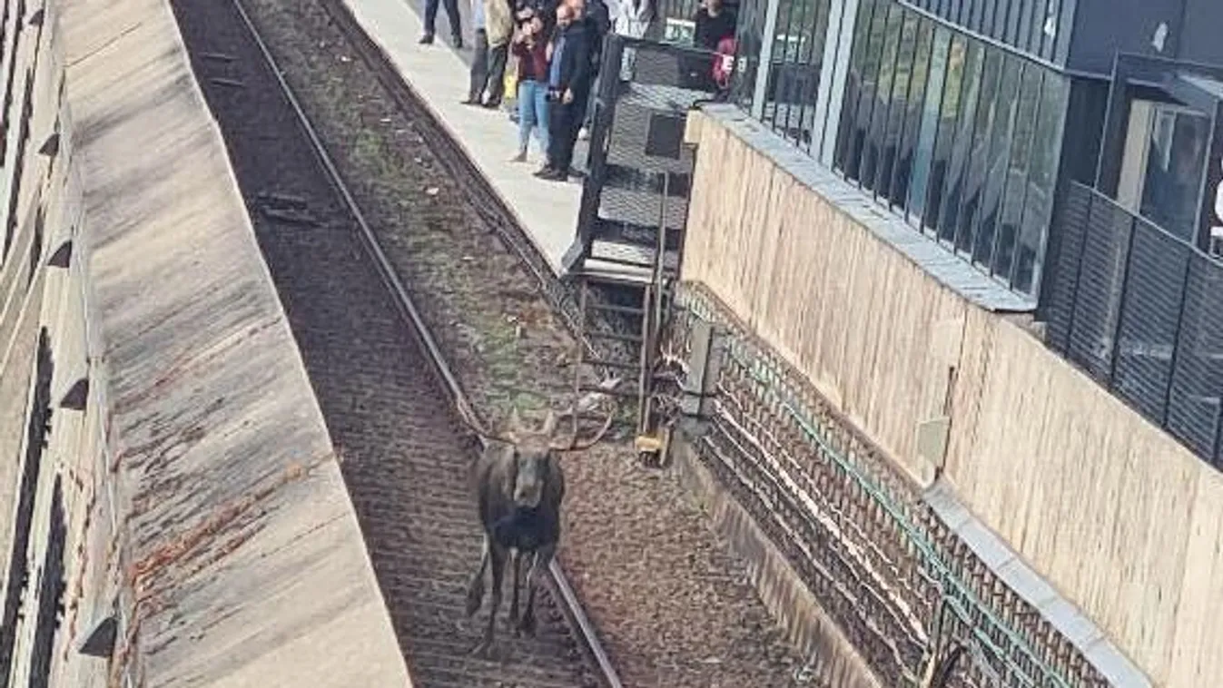 Bejutott egy jávorszarvas a stockholmi metróba