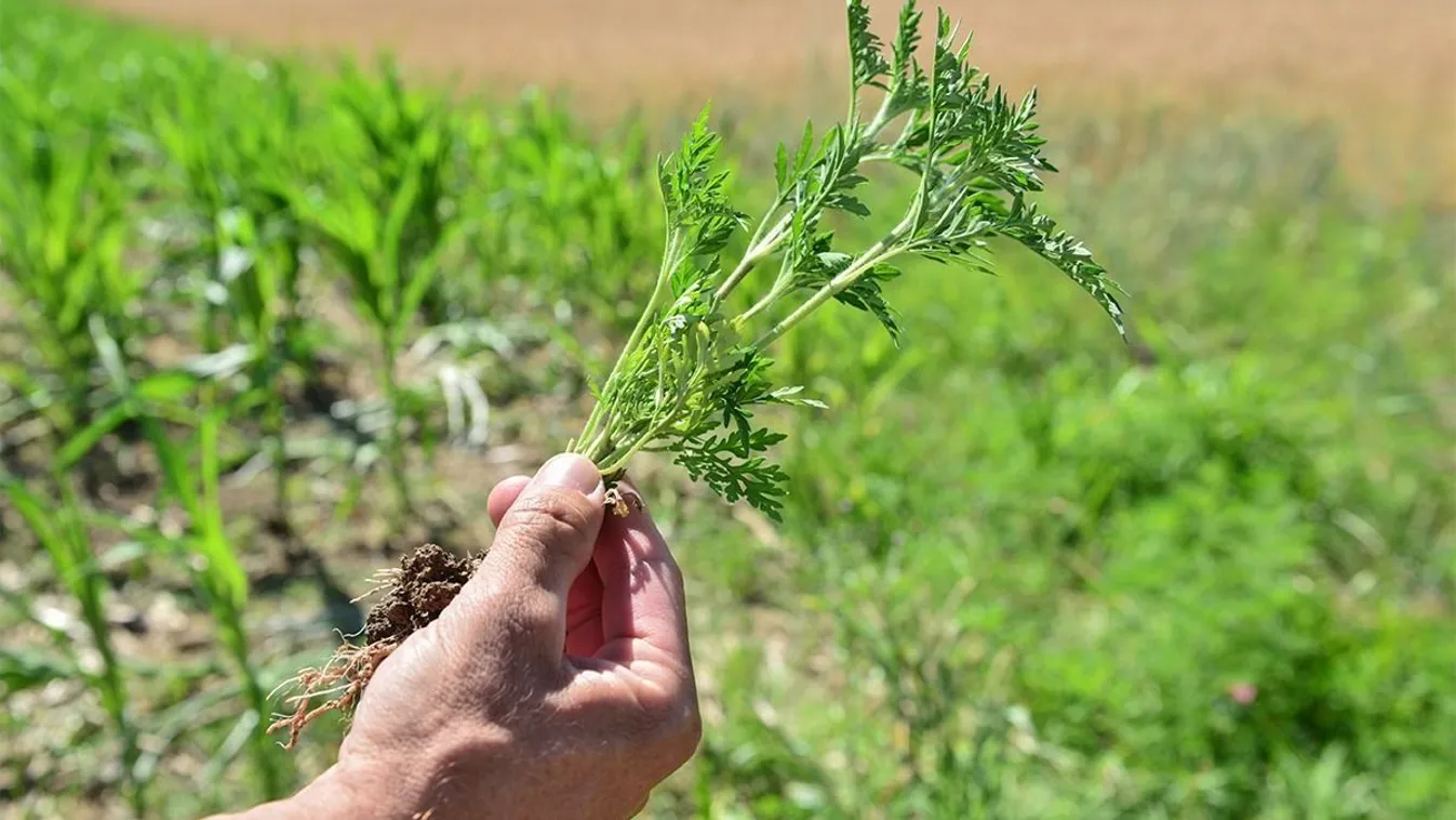 Mi történt a parlagfűvel?  - ilyen már régen volt