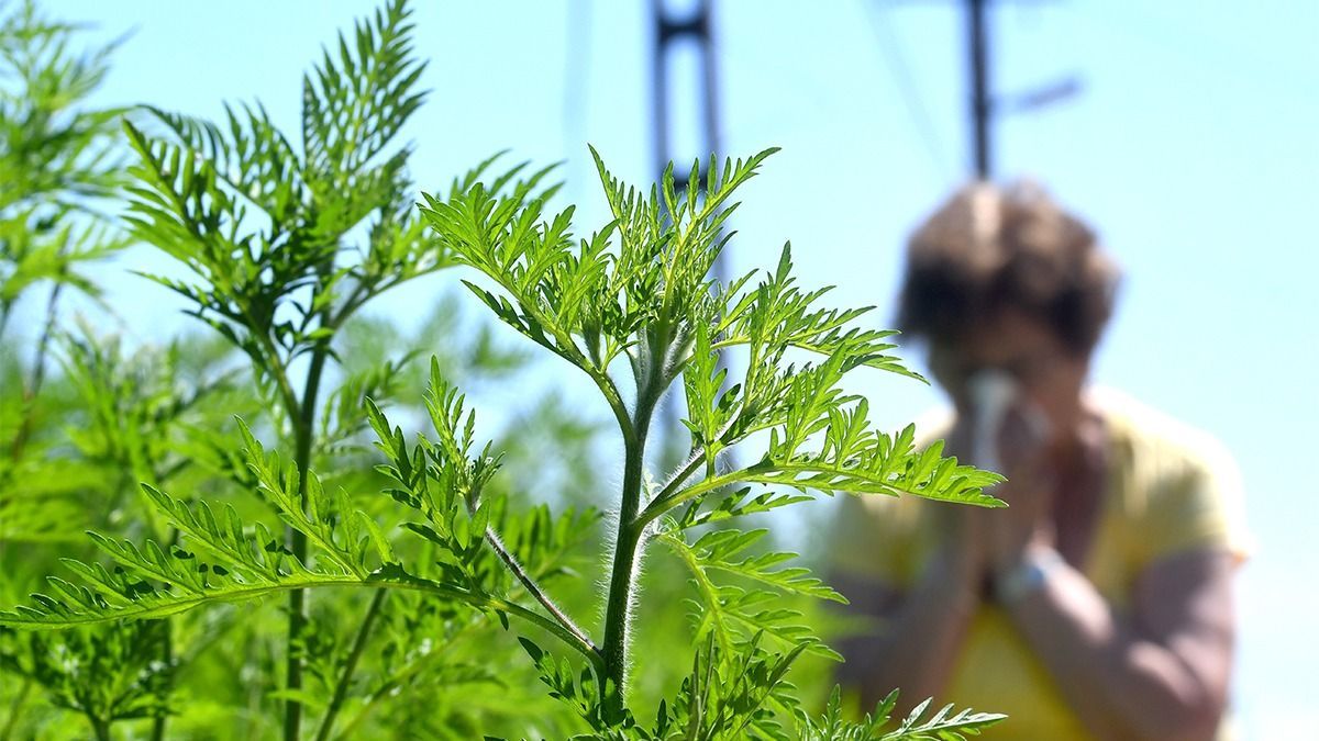 Brutális méretű a pollenszórás, csak ebben a városban lélegezhettek fel egy kicsit a parlagfűre érzékenyek