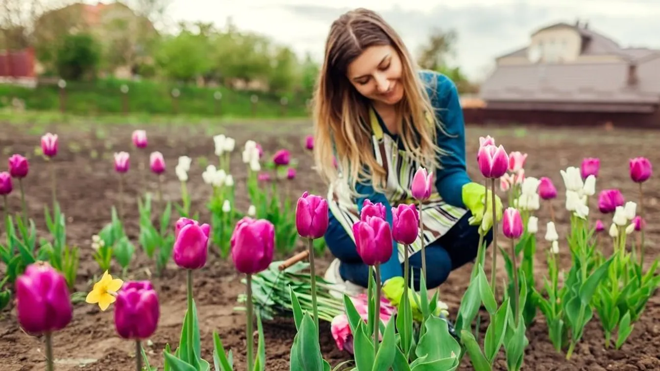 Így ültesd a tulipánt, nárciszt, hogy tavasszal szép legyen