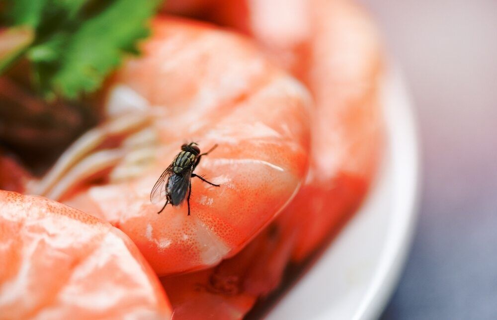 House,Flies,On,Shrimp,The,Dirty,Food,Contamination,Hygiene,Concept.