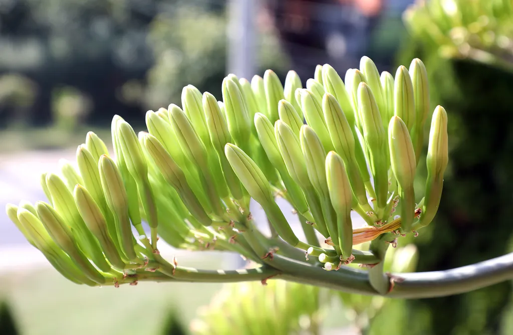 20230825 Onga

Az agavé virágára a szakirodalom szerint valóban 40-50 évet kell várni, a virágért azonban nagy árat fizet a növény.
Virágozni kezdett az agavé 45 év után Ongán, tudtuk meg Rózsa Lászlóné Erikától. Az agavé virágára a szakirodalom szerint valóban 40-50 évet kell várni, a virágért azonban nagy árat fizet a növény.
Virágozni kezdett az agavé 45 év után Ongán, tudtuk meg Rózsa Lászlóné Erikától.

Fotó: Bujdos Tibor BT
Észak-Magyarország