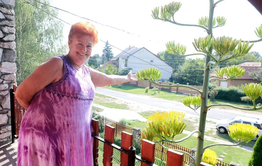 20230825 Onga

Az agavé virágára a szakirodalom szerint valóban 40-50 évet kell várni, a virágért azonban nagy árat fizet a növény.
Virágozni kezdett az agavé 45 év után Ongán, tudtuk meg Rózsa Lászlóné Erikától. Az agavé virágára a szakirodalom szerint valóban 40-50 évet kell várni, a virágért azonban nagy árat fizet a növény.
Virágozni kezdett az agavé 45 év után Ongán, tudtuk meg Rózsa Lászlóné Erikától.

Fotó: Bujdos Tibor BT
Észak-Magyarország