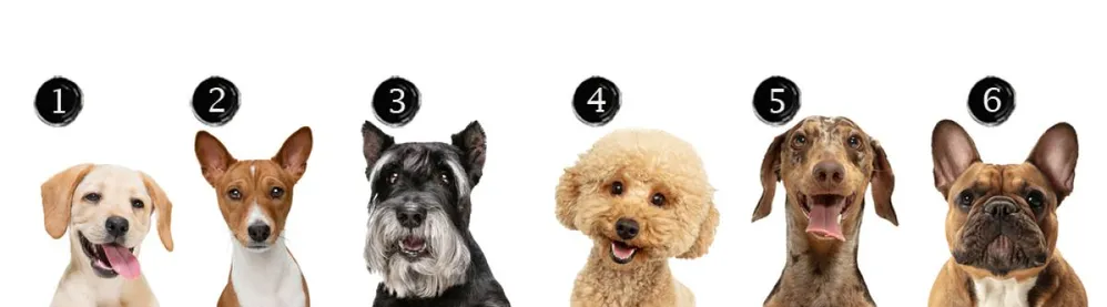 Art,Collage,Made,Of,Funny,Dogs,Different,Breeds,Posing,Isolated