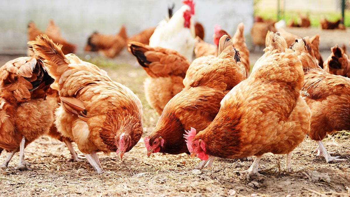 Chickens,On,Traditional,Free,Range,Poultry,Farm