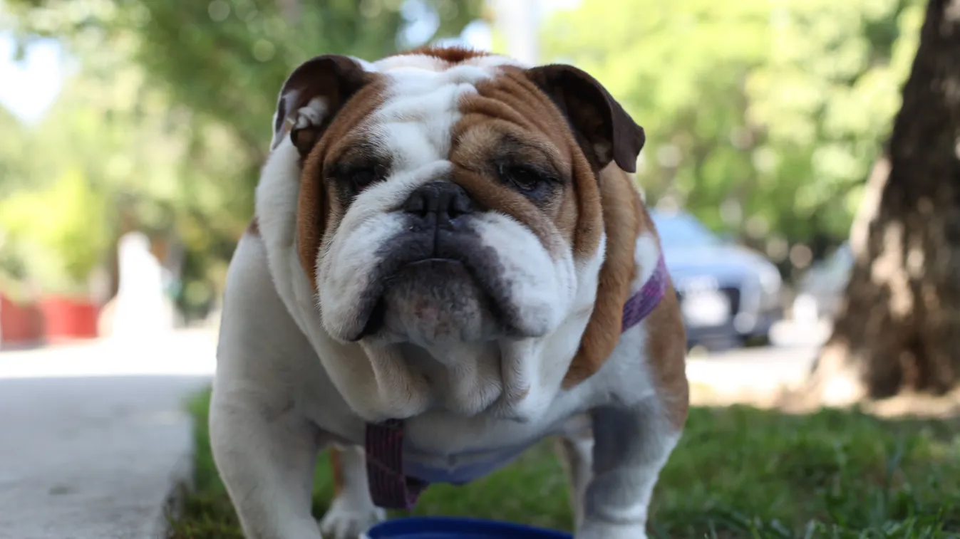 Kezében maradt az orra a várandós gondozónőnek
