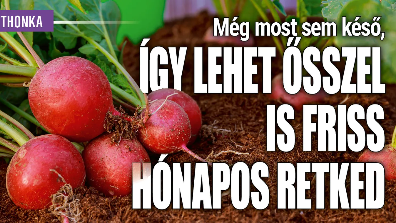 Még most sem késő, így lehet ősszel is friss hónapos retked